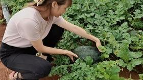 棚瓜炒什么吃,美味佳肴任你享  第2张